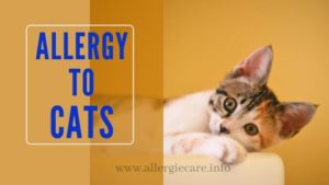 Read more about the article Allergy To Cats should know the Reality