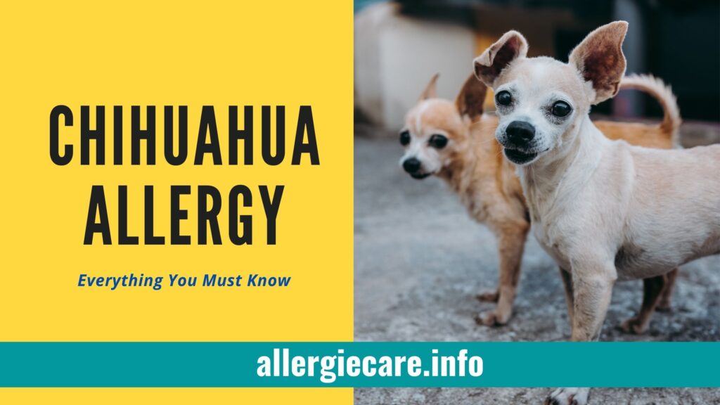 Chihuahua Allergy 15 common Symptoms Treat Best Food