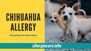 Read more about the article Chihuahua Allergy | 15 common Symptoms | Treat | Best Food to give
