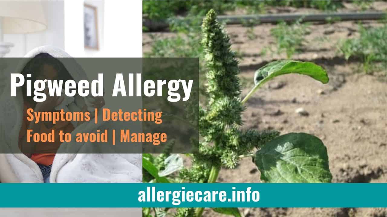 You are currently viewing Pigweed Allergy Everything to Know | Best 5 Tips to Manage