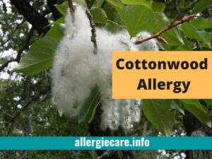 Read more about the article Cottonwood Allergy cause, Treatment, and more